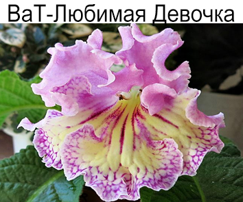 ВаТ-Любимая Девочка