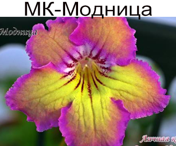 МК-Модница