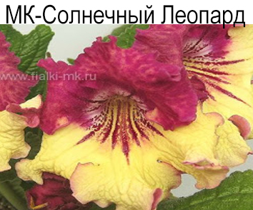МК-Солнечный Леопард