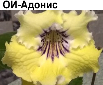 ОИ-Адонис