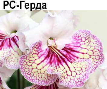 РС-Герда (Репкина)