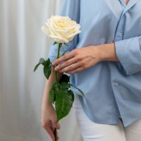 1 роза (сорт Кендл Лайт)