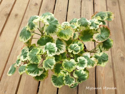 Hills of Snow № 0741