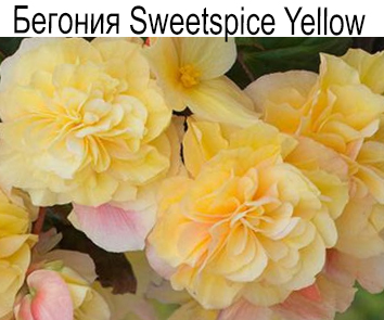 Бегония Sweetspice Ellow амп
