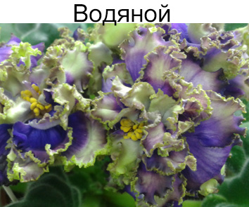 Водяной