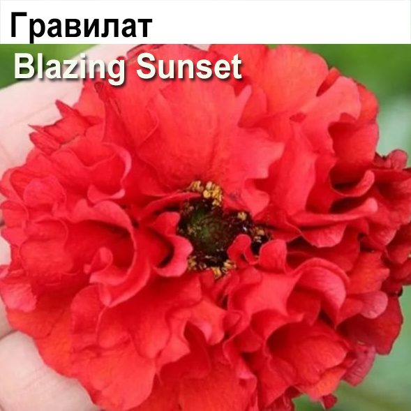 Гравилат Blazing Sunset (многолетник)