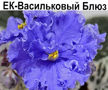 ЕК-Васильковый Блюз (Корщунова)