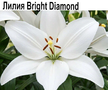Лилия Bright Diamond