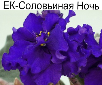 ПТ-Соловьиная Ночь (Пугачева)  НОВИНКА
