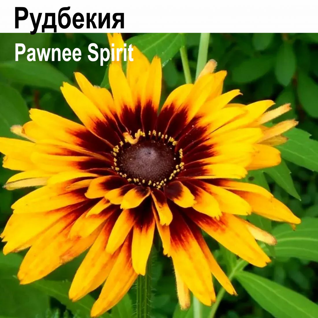 Рудбекия Пони Спирит (многолетник)