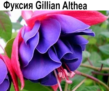 Фуксия Gillian Althea  куст / полуампель