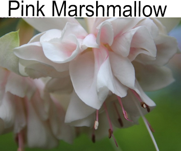 Фуксия Pink Marshmallow  амп