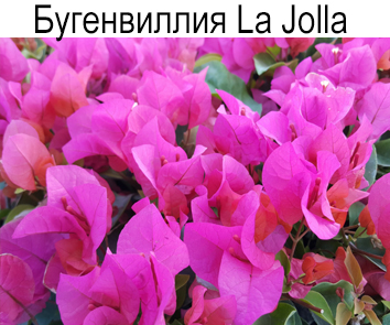 Бугенвиллея La Jolla