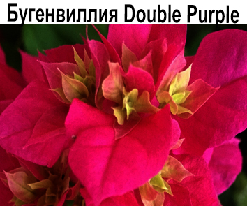 Бугенвиллия Double Purple