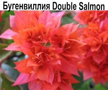 Бугенвиллия Double Salmon