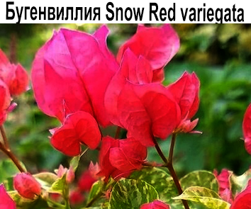 Бугенвиллия Snow Red variegata  НОВИНКА