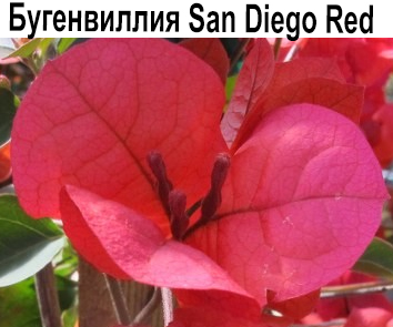 Бугенвиллия Sun Diego Red