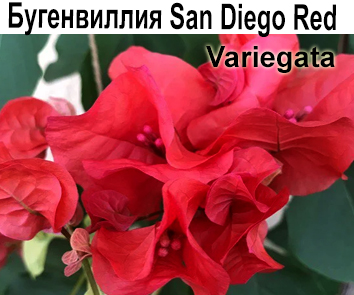 Бугенвиллия Sun Diego Red variegata