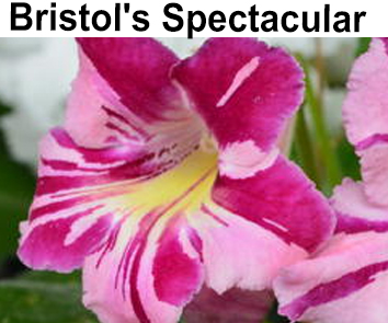 Bristol's Spectacular