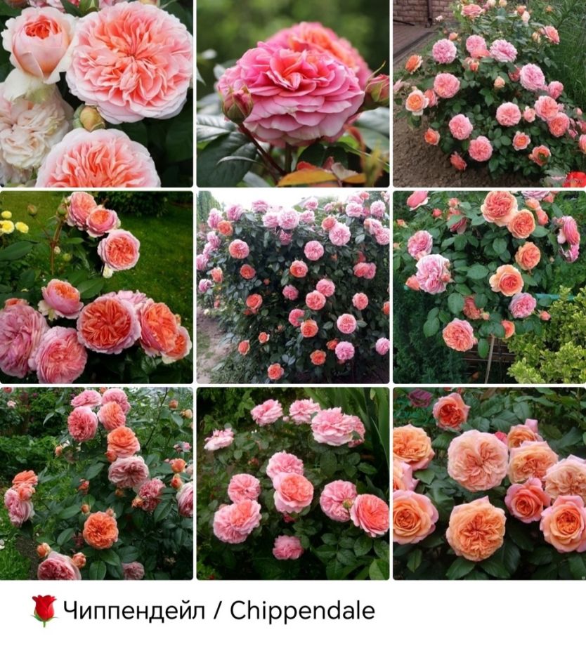 Чиппендейл