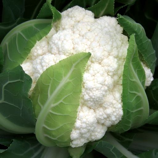 Капуста цветная ИНКЛАЙН F1, 1.000 семян