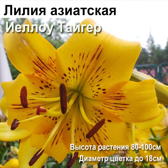Лилия азиатская Йеллоу Тайгер