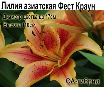 Лилия азиатская Фест Краун