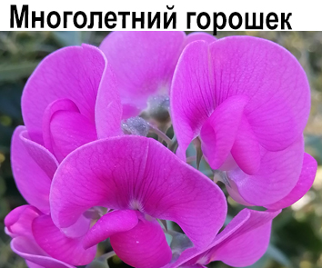 Многолетний горошек (лиана до 2-2,5 м) розовый