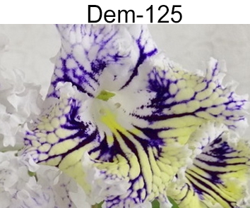 Dem-125 (Демченко)