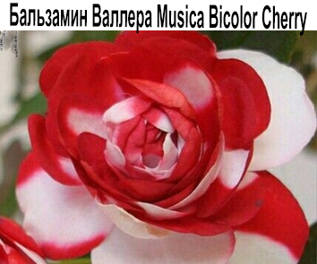 Бальзамин Валлера Musica Bicolor Cherry