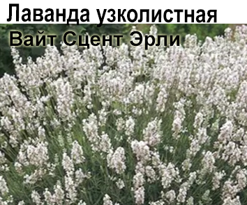 Лаванда White Scent Early