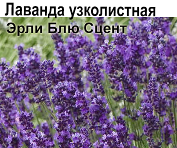 Лаванда Blue Scent Early
