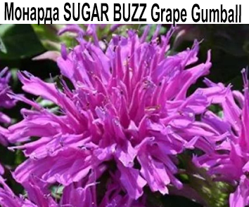 Монарда SUGAR Buzz Grape Gumball