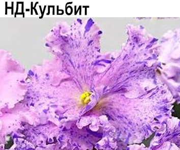 НД-Кульбит (Данилова-Суворова)  НОВИНКА