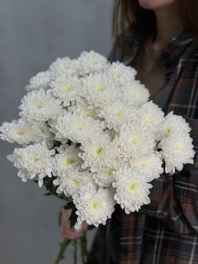Хризантема кустовая от 5 штук