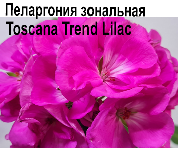 Пеларгония зональная Trend Lilac