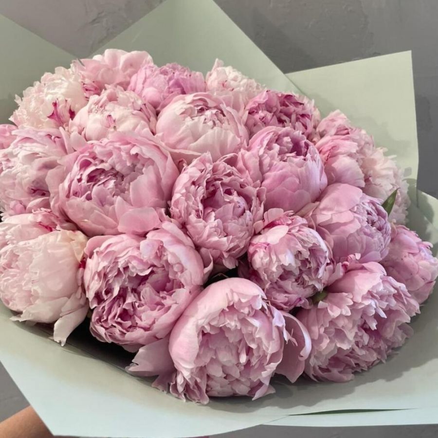 25 нежно-розовых пионов