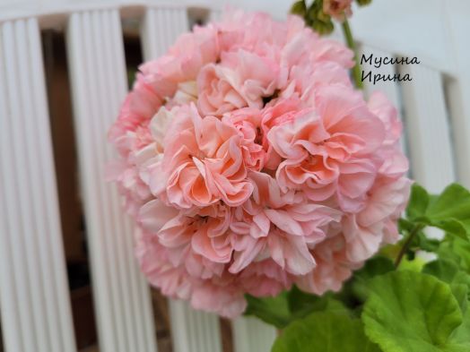 Шёлк Барокко № 2457