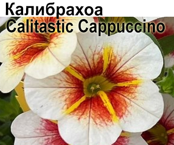 Калибрахоа Calitastic Cappucino