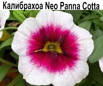 Калибрахоа Neo Panna Cotta