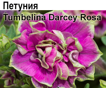 Петуния Tumbelina Darcey Rosa