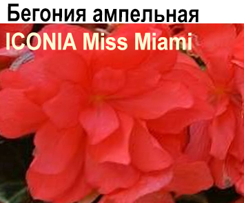 Бегония ампельная Iconia Miss Miami