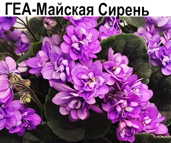 ГЕА-Майская Сирень