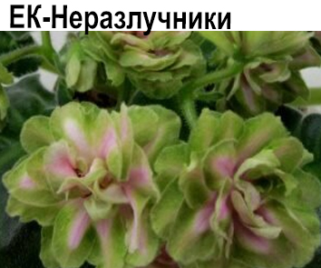 ЕК-Неразлучники (Коршунова)