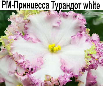 РМ-Принцесса Турандот (Скорнякова) white