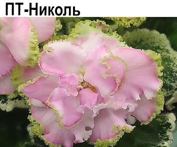 ПТ-Николь (Пугачева)