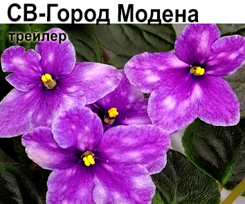 СВ-Город Модена (О.Емельянова)   НОВИНКА