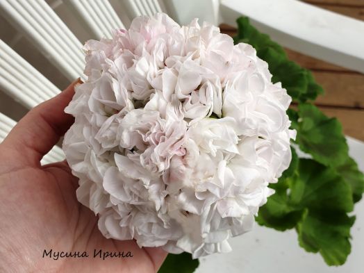 Шёлк Хлопок № 2468