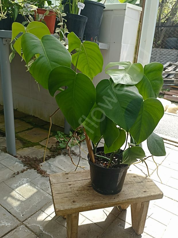 Монстера Пертусум