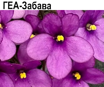 ГЕА-Забава (Е.Галицкая)  НОВИНКА